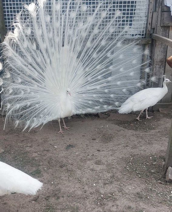 Jaja lęgowe pawie białe