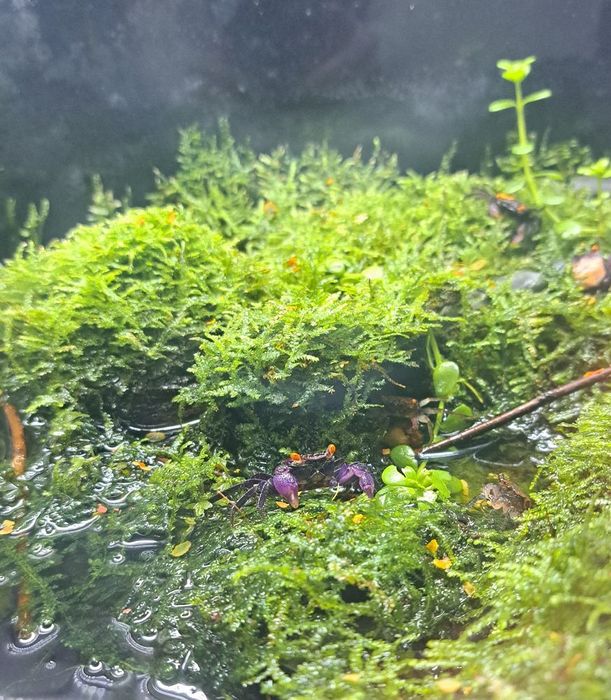 Краб Вампір Денерлі (фіолетовий)- власного розведення.