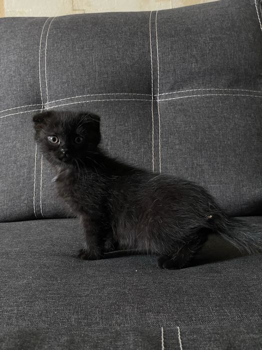 Продам Шотландських висловухих та прямовухих котиків