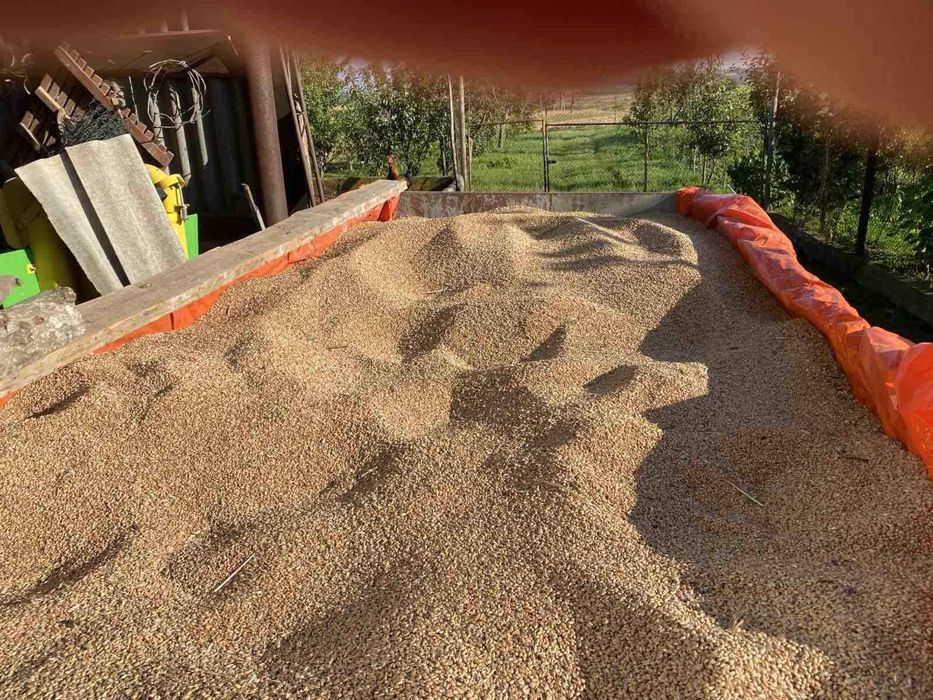 Продам пшеницю новий урожай