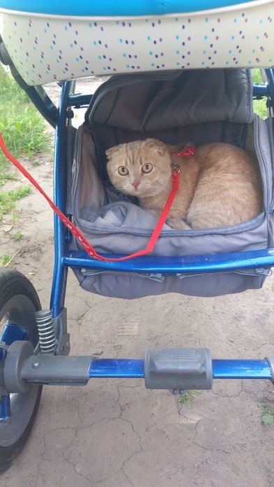 Ищю невесту кошечку для кота шотландец вислоухий рыжий