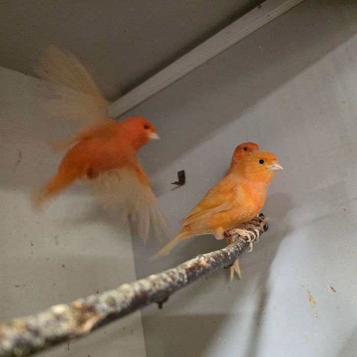 Kanarek kanarki samce mlode