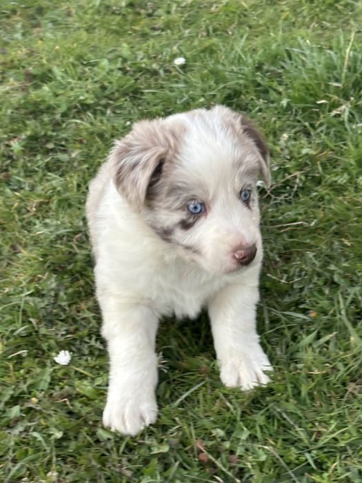 Piesek red merle (border collie)