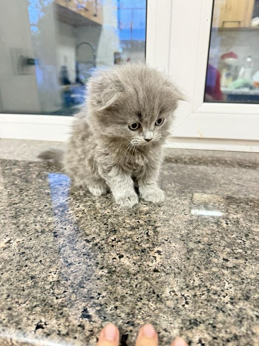 Шотландські віслоухі хлопчики