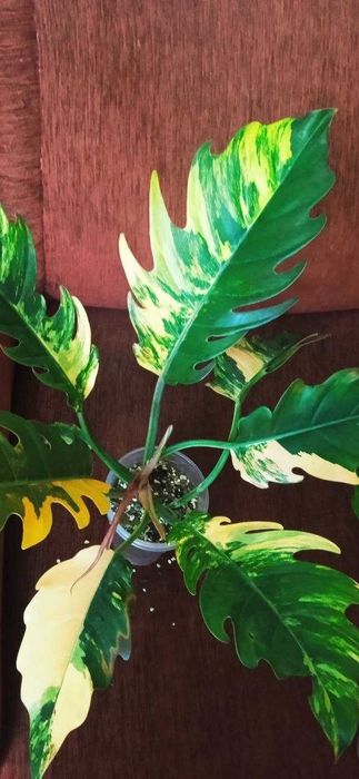 Філодендрон Карамель Марбл Пінк (Philodendron Caramel Marble Pink)