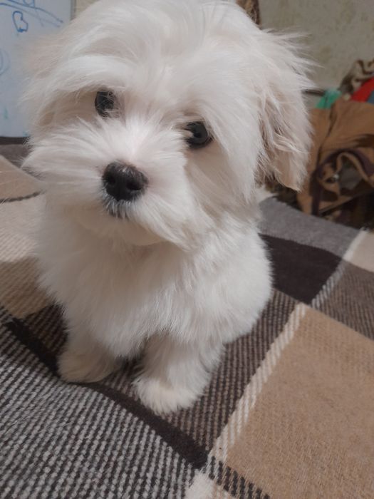 Продам щенков Мальтийской балонки