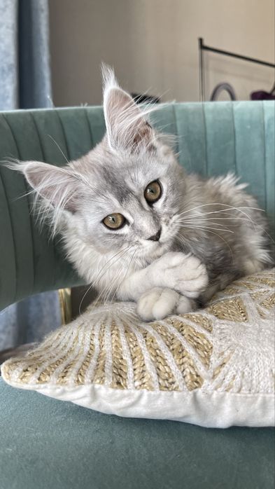 Дівчинка мейн-кун Солоха. Можлива доставка.