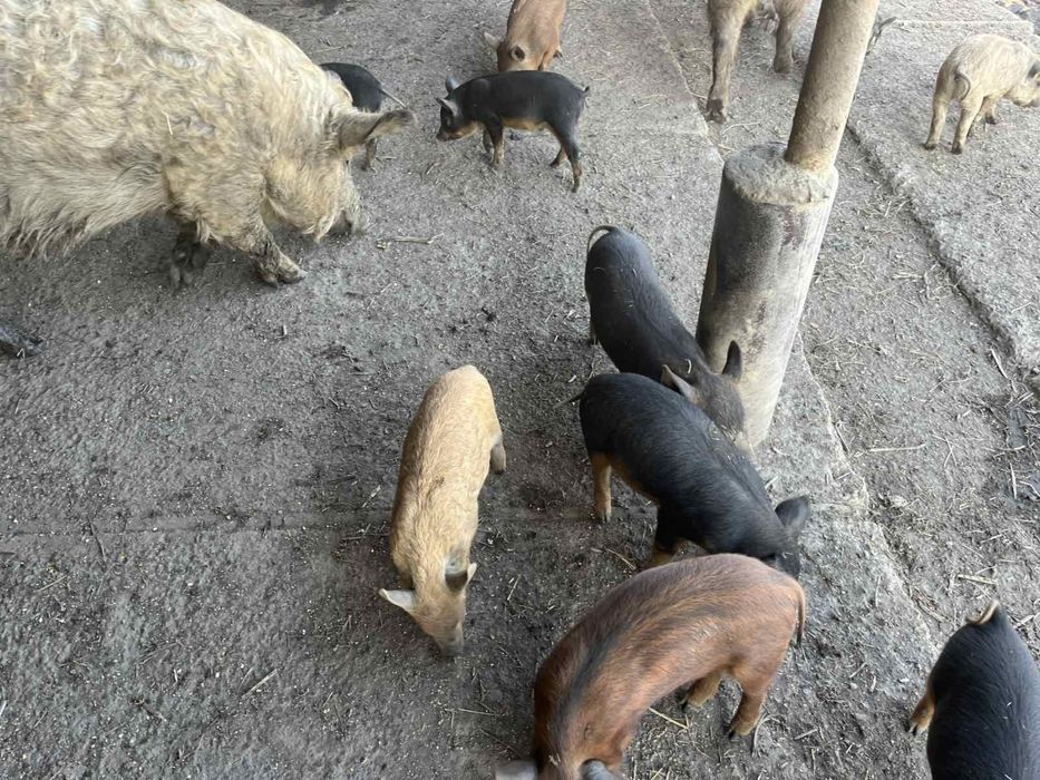 Свині - порода Мангали