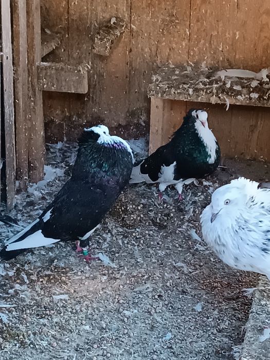 Garłacze , gołębie , sztaficery