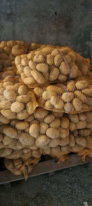 Ziemniaki Soraya,  możliwość sprzedaży  wielkości  sadzeniaka