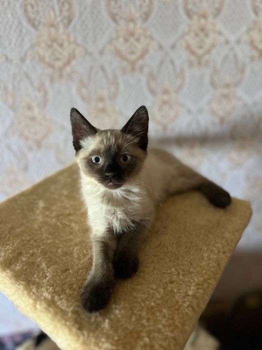 Кошенята в добрі руки