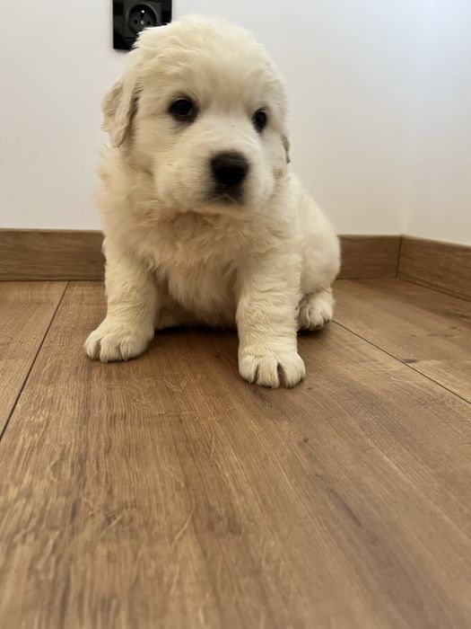 Owczarek Podhalański szczeniak