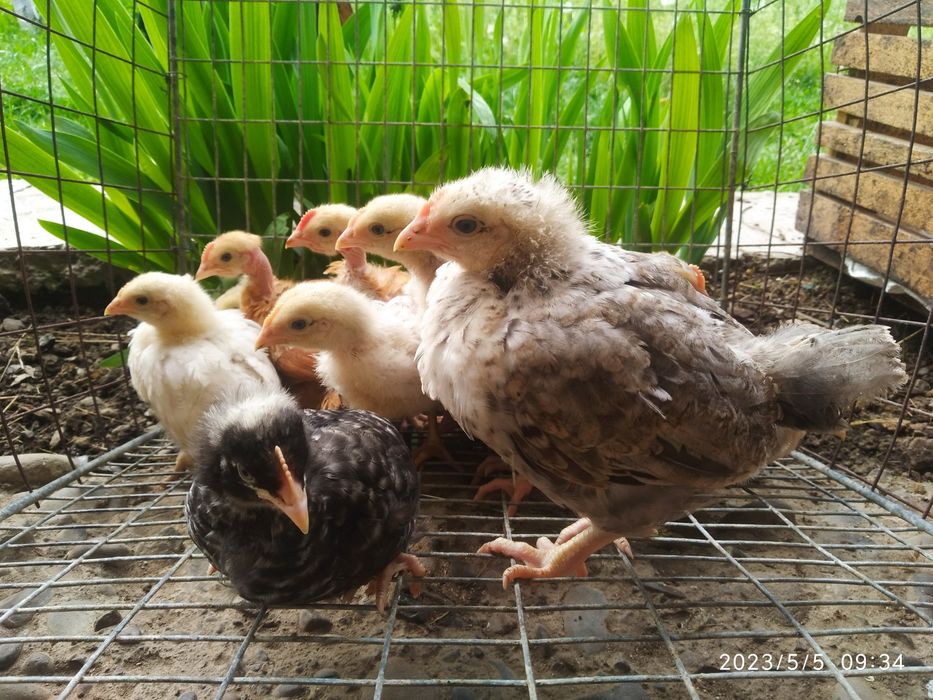 Домашні курчата Венгерський мастер