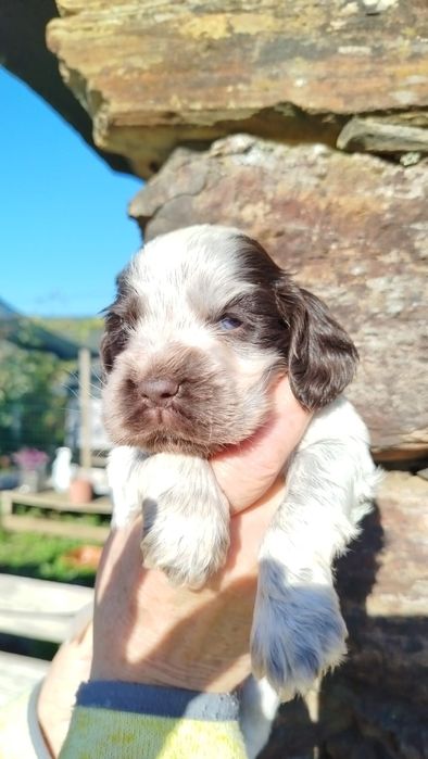 Cocker Spaniel Femea