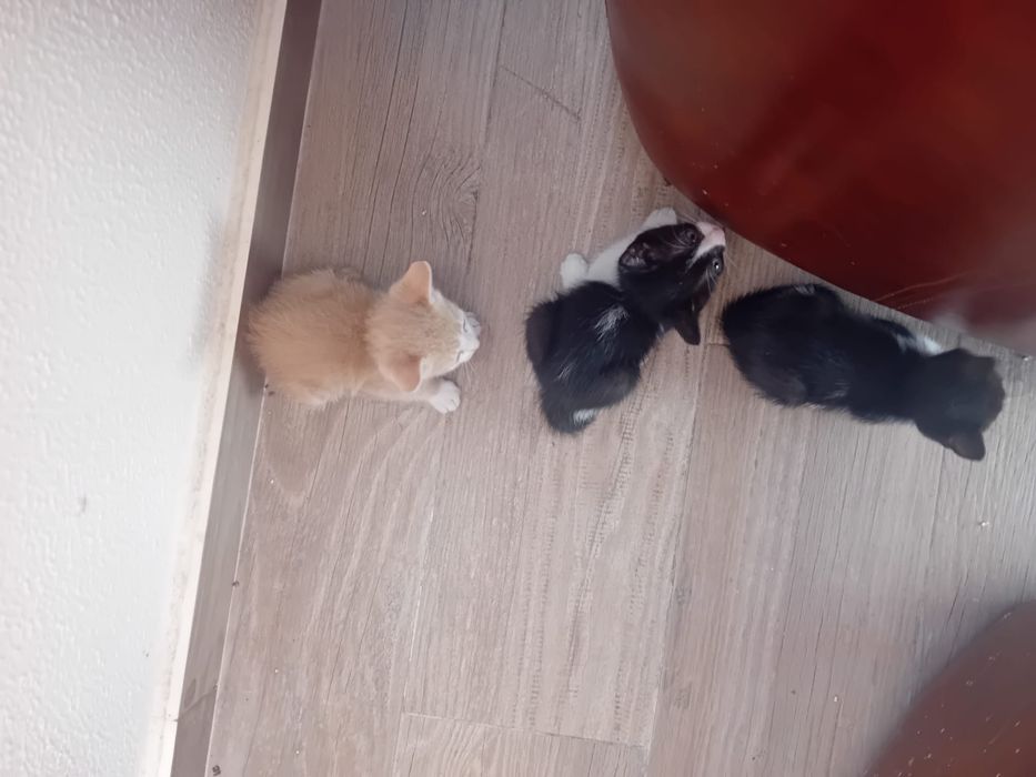 Gatos bebes para dar