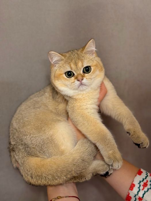 Красавица золотая шиншилла