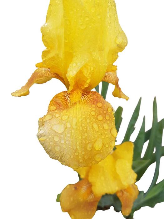 Iris amarela em vaso