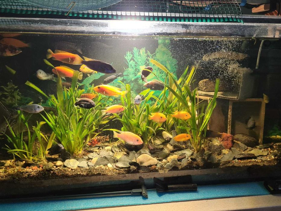 Akwarium 300l z rybkami i wyposażeniem