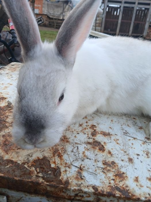 młoda samiczka . biało niebieska