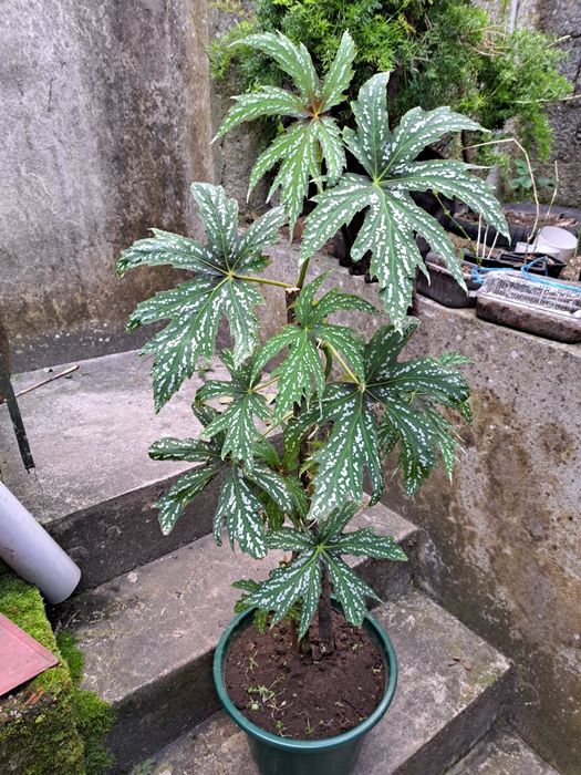 Bégonia asa de anjo