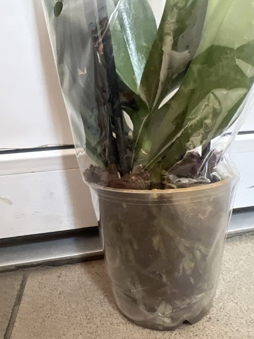 Орхідеї перецвівші