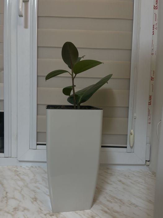 Фікус (фикус) рослина кімнатна