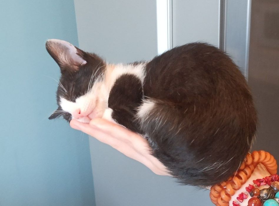 Срочно отдам котёнка