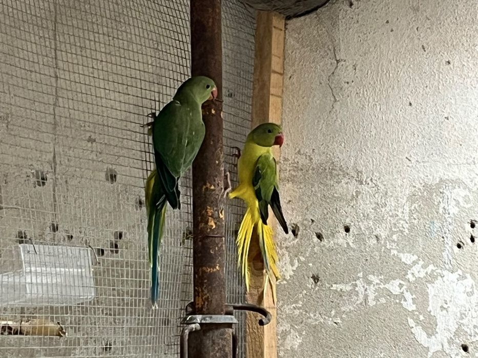 Femea Ring Neck verde violeta Cleartail Opalino