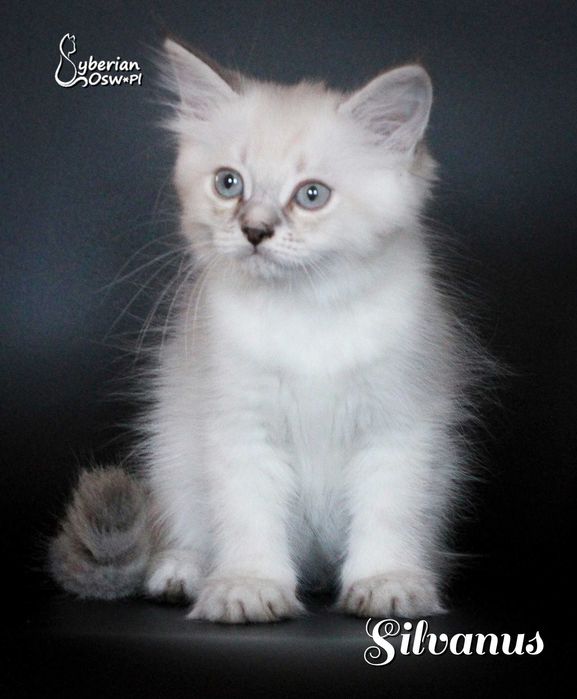 SILVANUS Neva Blue Lynx Point
