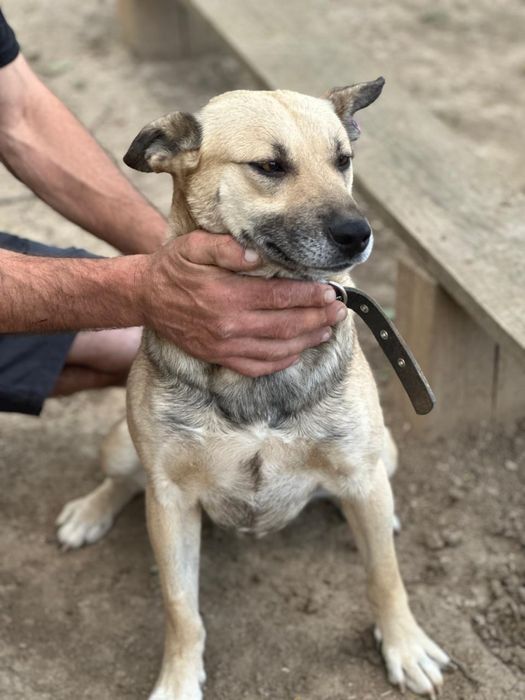 Ищет дом и семью!