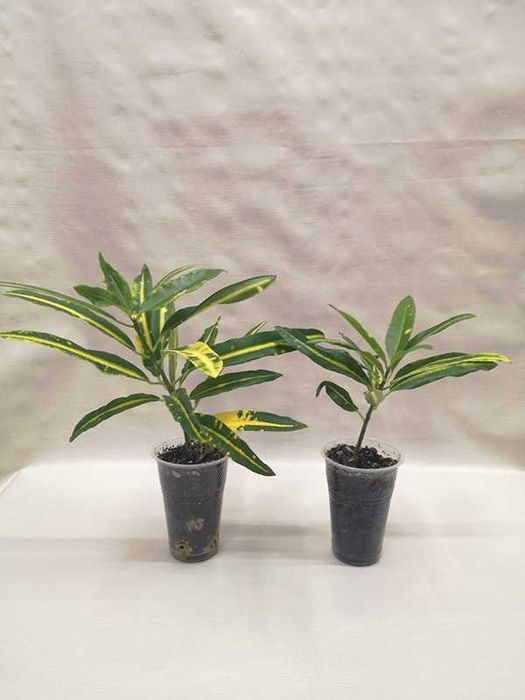 Кротон санни стар (Sunny Star), аукуболистный