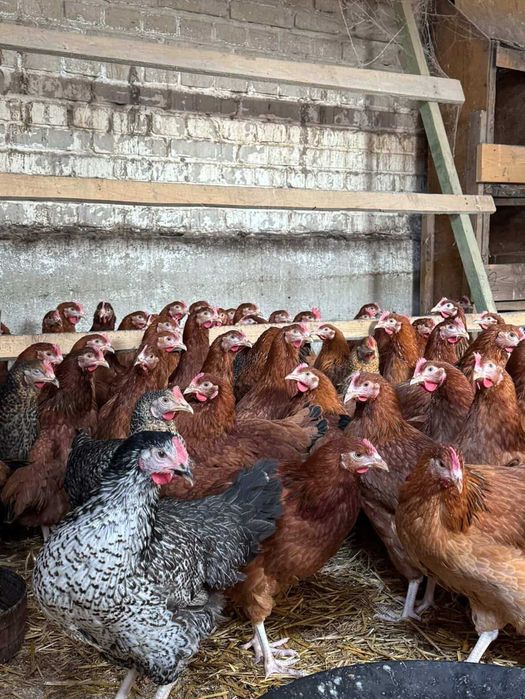 Sprzedam Kury NIOSKI