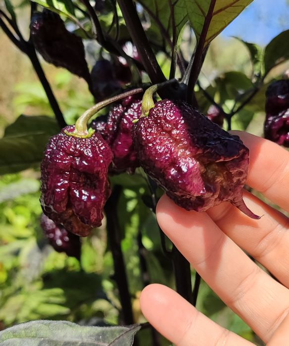 Carolina Reaper Amarela ,OFERTA Portes Envio