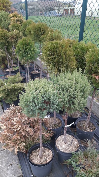 Drzewka tuje jalowce jodły formowane  na pniu.