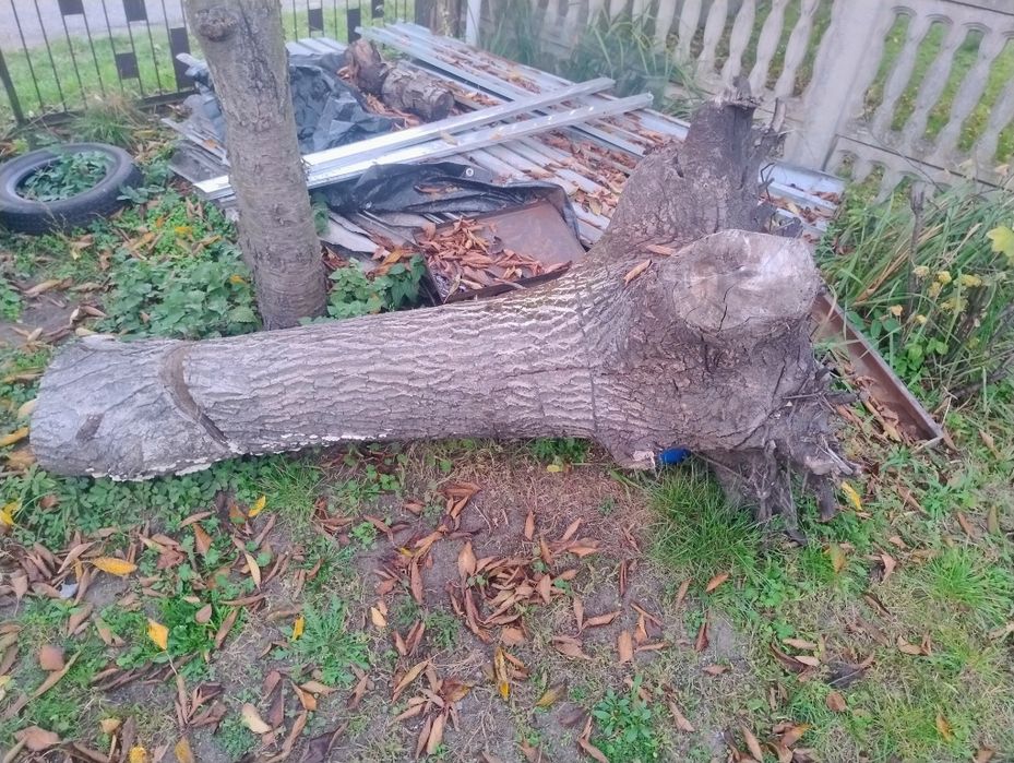 pień orzech włoski