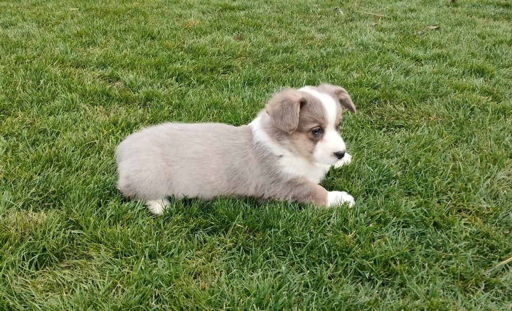 Welsh Corgi Cardigan