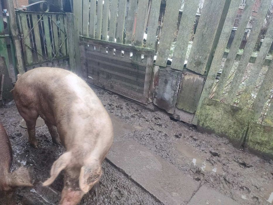 Продам свині живою вагою, Свиня