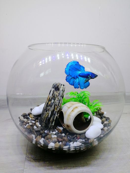 На подарунок Рибка Півник з акваріумом 7л | Повний комплект | Доставка