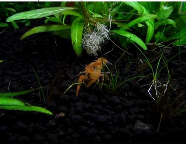 Mineralizator GH, BEZ KH – 400 ml