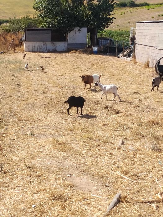 Cabras anãs mais machos do que fêmeas