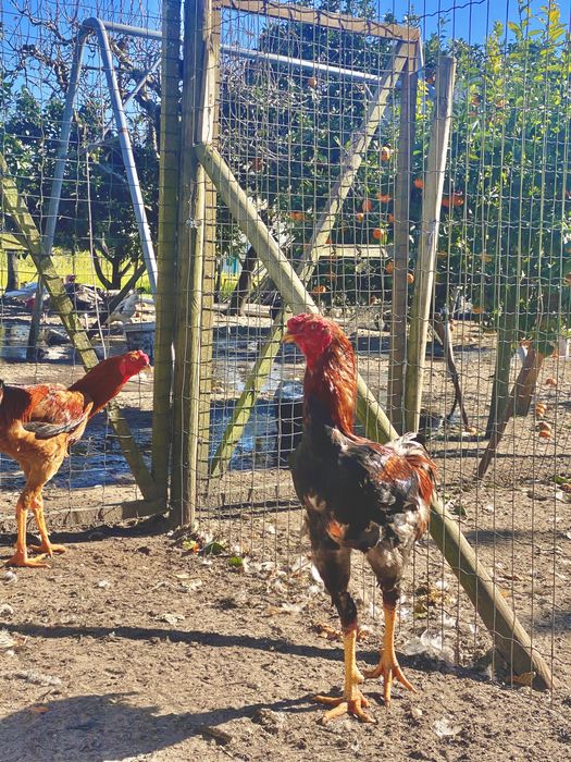 Ovos e aves INDIO GIGANTE TOP disponíveis