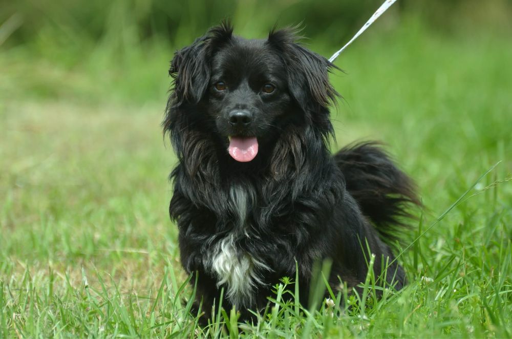Keno-do adopcji