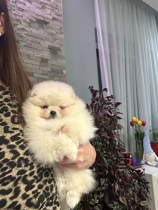 Дівчинка померанський шпіц в типі вкдмежа