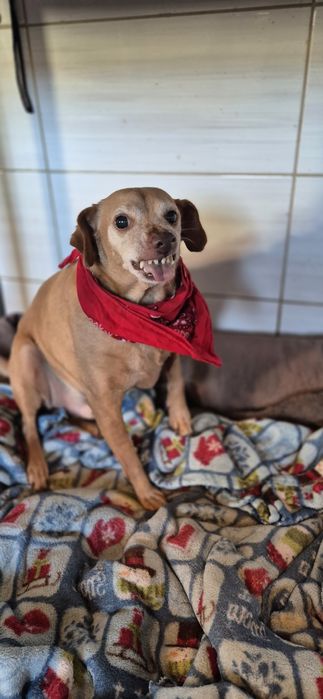 Piesek Około 10 lat