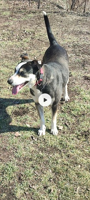 Собака в частный дом Кривой Рог