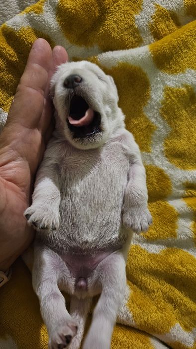 Sznaucer miniaturowy biały - RODOWÓD FCI !!!