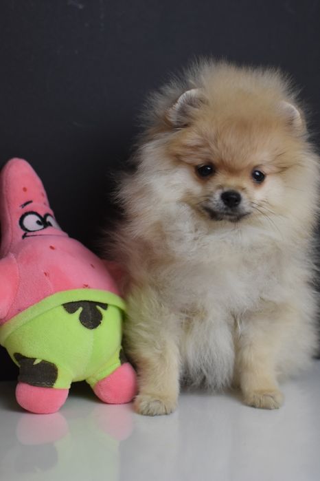 Гарні хлопчики померанчики шпиці