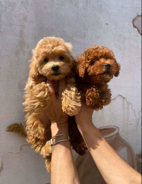 Красотулічки F 1 Мальтіпу.