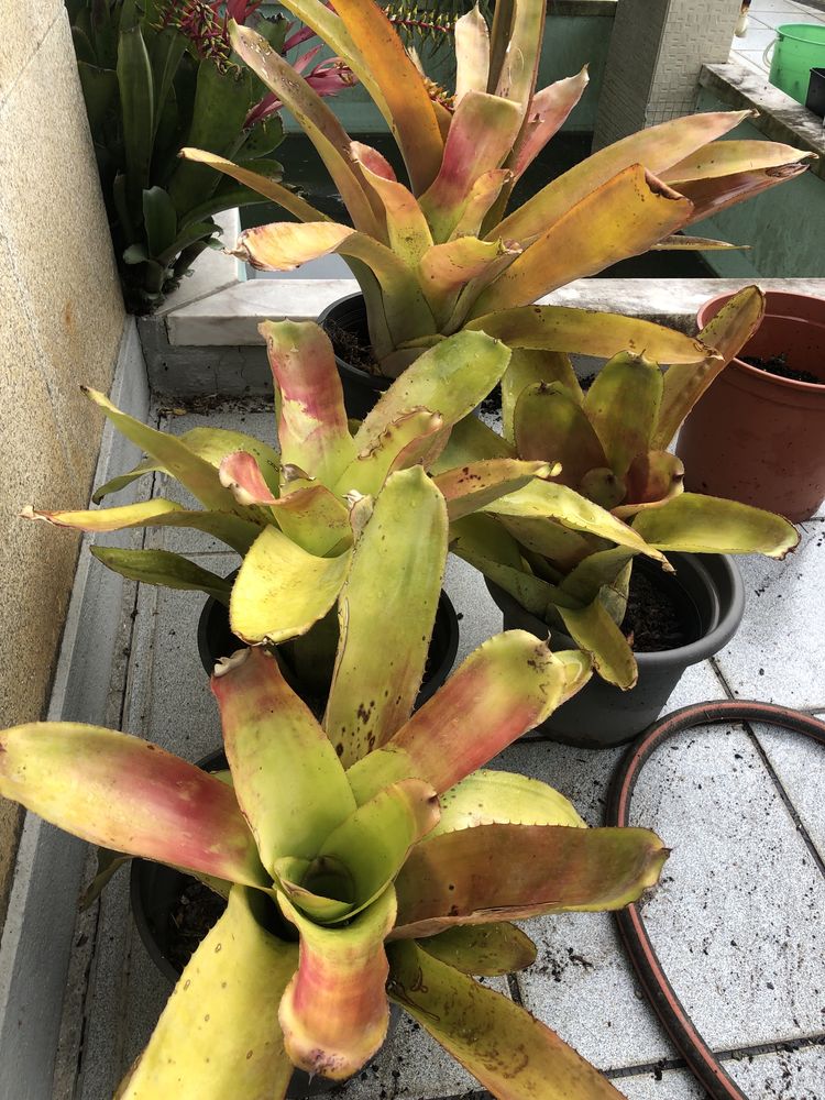 Bromelias variadas …………… Ovar, São João, Arada E São Vicente De Pereira  Jusã • OLX Portugal