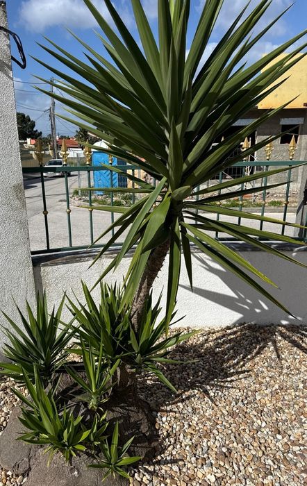 Plantas Yucca adultas, vários pés ou conjunto